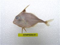 藏品(牛氏三棘魨)的圖片